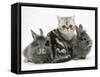 Blue-Silver Exotic Shorthair Kitten with Baby Silver Lionhead Rabbits-Jane Burton-Framed Stretched Canvas