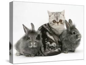 Blue-Silver Exotic Shorthair Kitten with Baby Silver Lionhead Rabbits-Jane Burton-Stretched Canvas