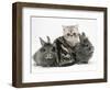 Blue-Silver Exotic Shorthair Kitten with Baby Silver Lionhead Rabbits-Jane Burton-Framed Premium Photographic Print