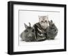 Blue-Silver Exotic Shorthair Kitten with Baby Silver Lionhead Rabbits-Jane Burton-Framed Premium Photographic Print