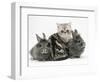 Blue-Silver Exotic Shorthair Kitten with Baby Silver Lionhead Rabbits-Jane Burton-Framed Premium Photographic Print