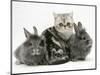 Blue-Silver Exotic Shorthair Kitten with Baby Silver Lionhead Rabbits-Jane Burton-Mounted Premium Photographic Print