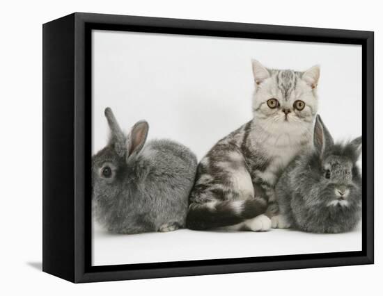 Blue-Silver Exotic Shorthair Kitten with Baby Silver Lionhead Rabbits-Jane Burton-Framed Stretched Canvas