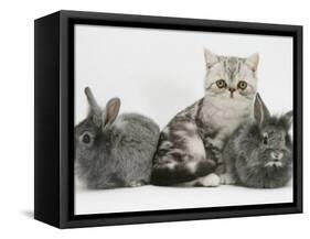 Blue-Silver Exotic Shorthair Kitten with Baby Silver Lionhead Rabbits-Jane Burton-Framed Stretched Canvas