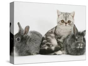 Blue-Silver Exotic Shorthair Kitten with Baby Silver Lionhead Rabbits-Jane Burton-Stretched Canvas