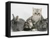 Blue-Silver Exotic Shorthair Kitten with Baby Silver Lionhead Rabbits-Jane Burton-Framed Stretched Canvas