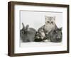 Blue-Silver Exotic Shorthair Kitten with Baby Silver Lionhead Rabbits-Jane Burton-Framed Premium Photographic Print