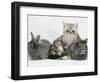 Blue-Silver Exotic Shorthair Kitten with Baby Silver Lionhead Rabbits-Jane Burton-Framed Premium Photographic Print