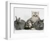 Blue-Silver Exotic Shorthair Kitten with Baby Silver Lionhead Rabbits-Jane Burton-Framed Premium Photographic Print