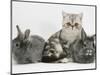 Blue-Silver Exotic Shorthair Kitten with Baby Silver Lionhead Rabbits-Jane Burton-Mounted Premium Photographic Print