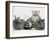 Blue-Silver Exotic Shorthair Kitten with Baby Silver Lionhead Rabbits-Jane Burton-Framed Photographic Print