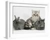 Blue-Silver Exotic Shorthair Kitten with Baby Silver Lionhead Rabbits-Jane Burton-Framed Photographic Print