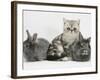 Blue-Silver Exotic Shorthair Kitten with Baby Silver Lionhead Rabbits-Jane Burton-Framed Photographic Print