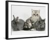 Blue-Silver Exotic Shorthair Kitten with Baby Silver Lionhead Rabbits-Jane Burton-Framed Photographic Print