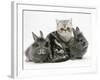 Blue-Silver Exotic Shorthair Kitten with Baby Silver Lionhead Rabbits-Jane Burton-Framed Photographic Print