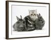 Blue-Silver Exotic Shorthair Kitten with Baby Silver Lionhead Rabbits-Jane Burton-Framed Photographic Print