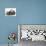 Blue-Silver Exotic Shorthair Kitten with Baby Silver Lionhead Rabbits-Jane Burton-Photographic Print displayed on a wall