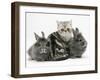 Blue-Silver Exotic Shorthair Kitten with Baby Silver Lionhead Rabbits-Jane Burton-Framed Photographic Print