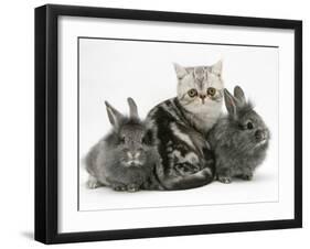 Blue-Silver Exotic Shorthair Kitten with Baby Silver Lionhead Rabbits-Jane Burton-Framed Photographic Print