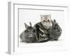 Blue-Silver Exotic Shorthair Kitten with Baby Silver Lionhead Rabbits-Jane Burton-Framed Photographic Print