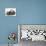 Blue-Silver Exotic Shorthair Kitten with Baby Silver Lionhead Rabbits-Jane Burton-Mounted Photographic Print displayed on a wall