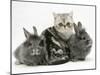 Blue-Silver Exotic Shorthair Kitten with Baby Silver Lionhead Rabbits-Jane Burton-Mounted Photographic Print