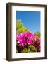 Blue Sky and Azalea-kenjii2011-Framed Photographic Print