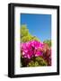 Blue Sky and Azalea-kenjii2011-Framed Photographic Print