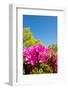 Blue Sky and Azalea-kenjii2011-Framed Photographic Print