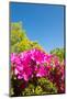 Blue Sky and Azalea-kenjii2011-Mounted Photographic Print