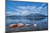 Blue sky at dusk and snowy peaks are reflected in the frozen sea at Oteren Storfjorden Lapland Lyng-ClickAlps-Mounted Photographic Print