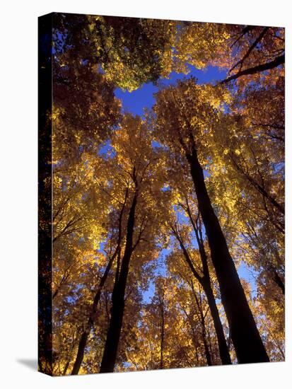 Blue Sky Through Sugar Maple Trees in Autumn Colors, Upper Peninsula, Michigan, USA-Mark Carlson-Stretched Canvas