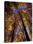 Blue Sky Through Sugar Maple Trees in Autumn Colors, Upper Peninsula, Michigan, USA-Mark Carlson-Stretched Canvas