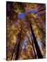 Blue Sky Through Sugar Maple Trees in Autumn Colors, Upper Peninsula, Michigan, USA-Mark Carlson-Stretched Canvas