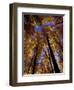 Blue Sky Through Sugar Maple Trees in Autumn Colors, Upper Peninsula, Michigan, USA-Mark Carlson-Framed Photographic Print