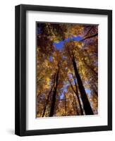 Blue Sky Through Sugar Maple Trees in Autumn Colors, Upper Peninsula, Michigan, USA-Mark Carlson-Framed Photographic Print