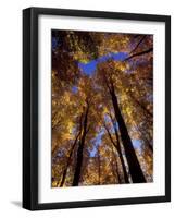 Blue Sky Through Sugar Maple Trees in Autumn Colors, Upper Peninsula, Michigan, USA-Mark Carlson-Framed Photographic Print