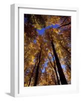 Blue Sky Through Sugar Maple Trees in Autumn Colors, Upper Peninsula, Michigan, USA-Mark Carlson-Framed Photographic Print