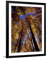 Blue Sky Through Sugar Maple Trees in Autumn Colors, Upper Peninsula, Michigan, USA-Mark Carlson-Framed Photographic Print