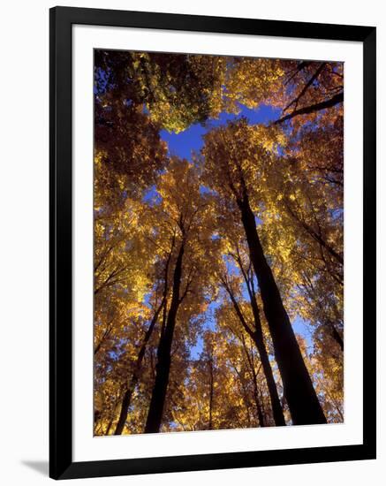 Blue Sky Through Sugar Maple Trees in Autumn Colors, Upper Peninsula, Michigan, USA-Mark Carlson-Framed Photographic Print