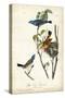Blue Song Grosbeak-John James Audubon-Stretched Canvas