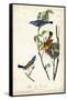 Blue Song Grosbeak-John James Audubon-Framed Stretched Canvas