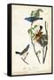 Blue Song Grosbeak-John James Audubon-Framed Stretched Canvas