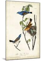 Blue Song Grosbeak-John James Audubon-Mounted Art Print