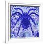 Blue Spider-Teofilo Olivieri-Framed Giclee Print