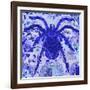 Blue Spider-Teofilo Olivieri-Framed Giclee Print