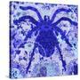 Blue Spider-Teofilo Olivieri-Stretched Canvas