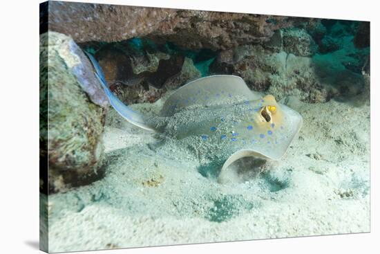 Blue Spotted Ribbontail Ray (Taeniura Lemma) Feed on Small Creatures under the Sand in the Red Sea-Louise Murray-Stretched Canvas