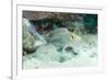 Blue Spotted Ribbontail Ray (Taeniura Lemma) Feed on Small Creatures under the Sand in the Red Sea-Louise Murray-Framed Photographic Print