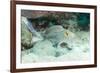 Blue Spotted Ribbontail Ray (Taeniura Lemma) Feed on Small Creatures under the Sand in the Red Sea-Louise Murray-Framed Photographic Print